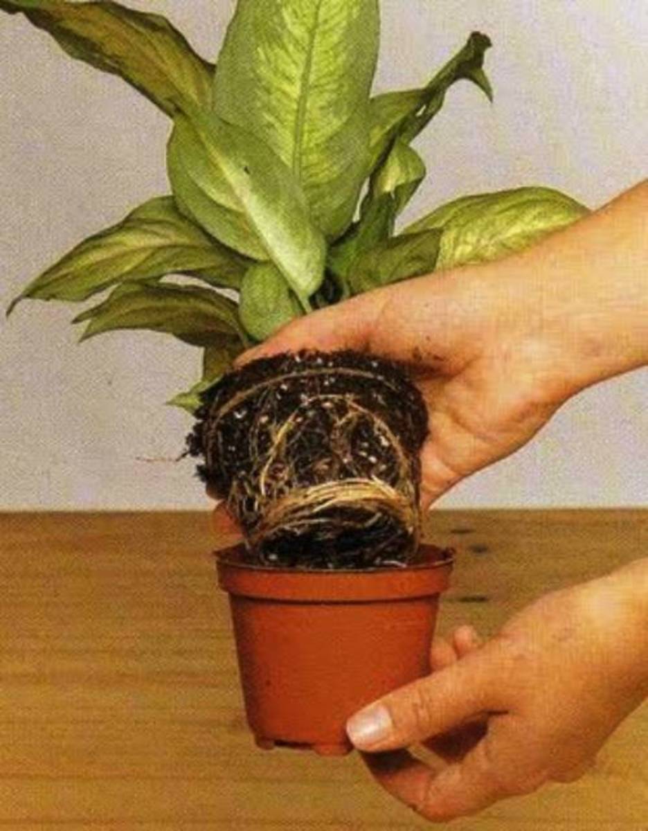 Your cramped plants will grow faster when you transfer them into a larger container.