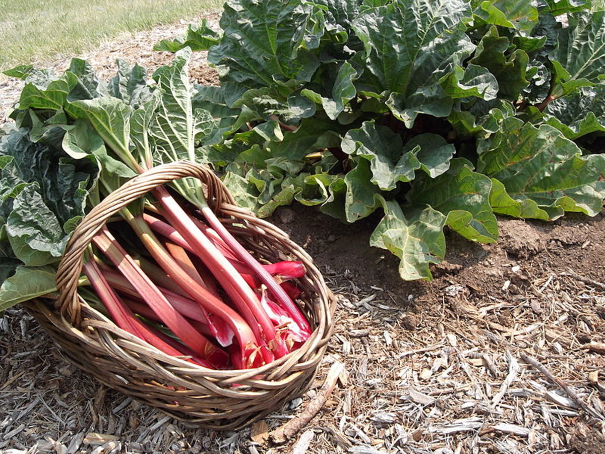 How to Grow Rhubarb, a Perennial Vegetable