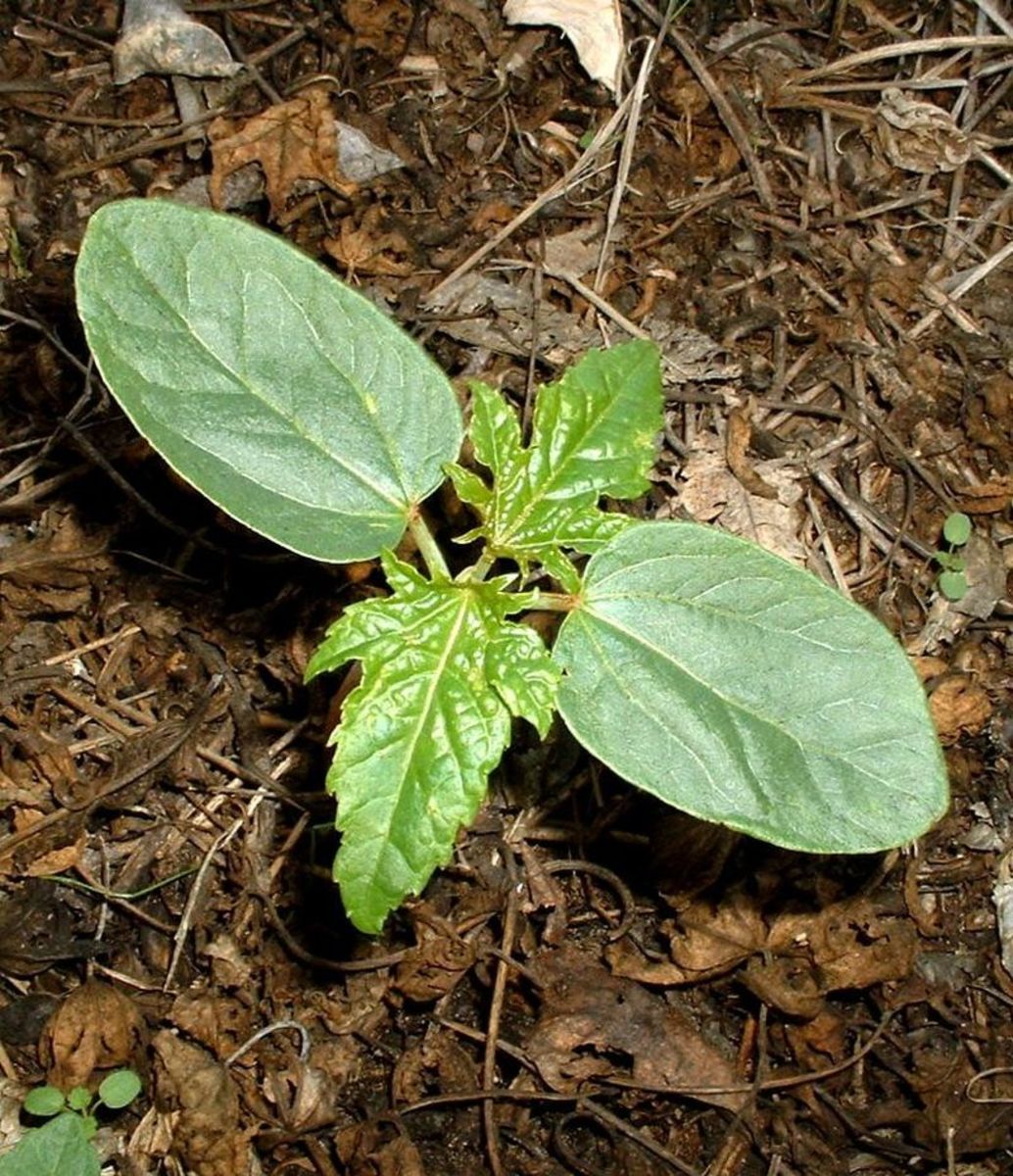 Castor bean seedling that has been direct sown in a garden.