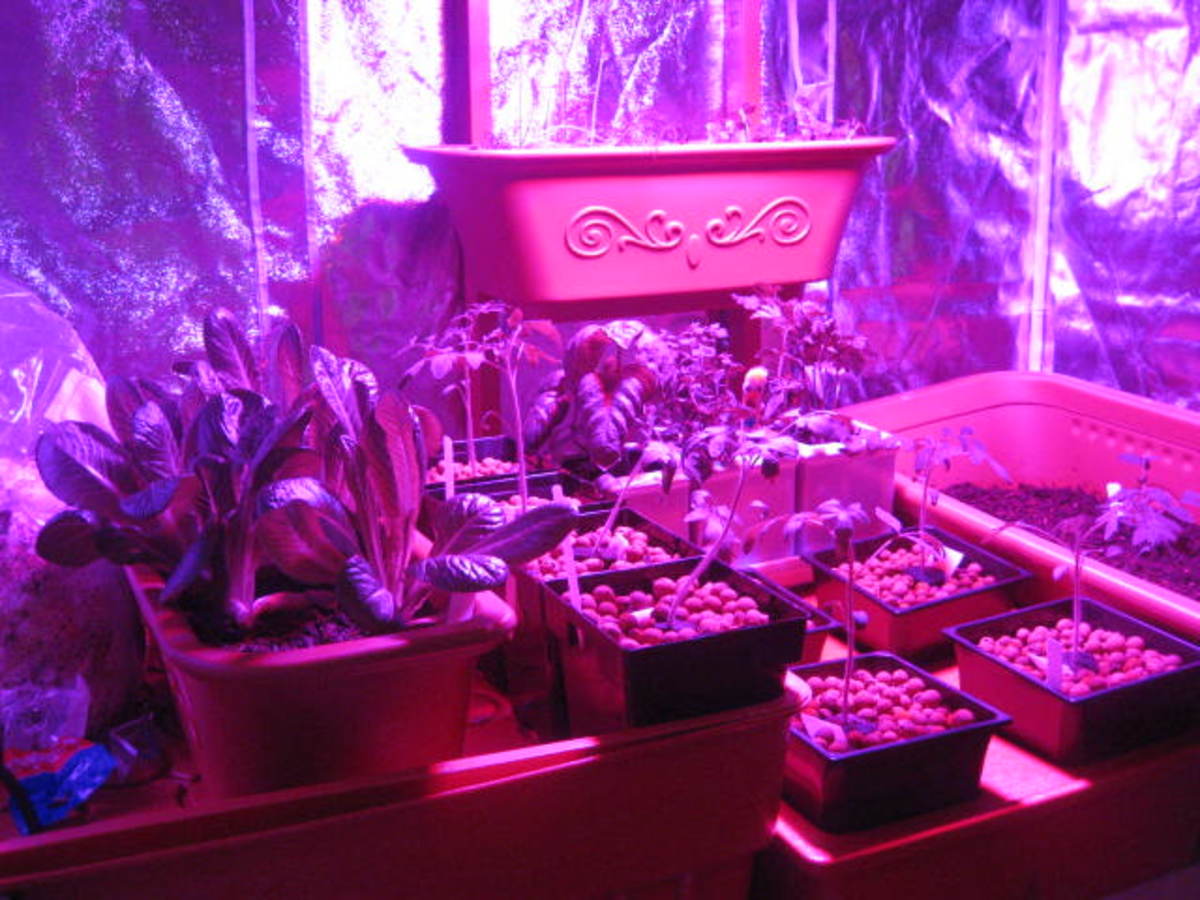 Indoor plants growing under LEDs in a grow tent.
