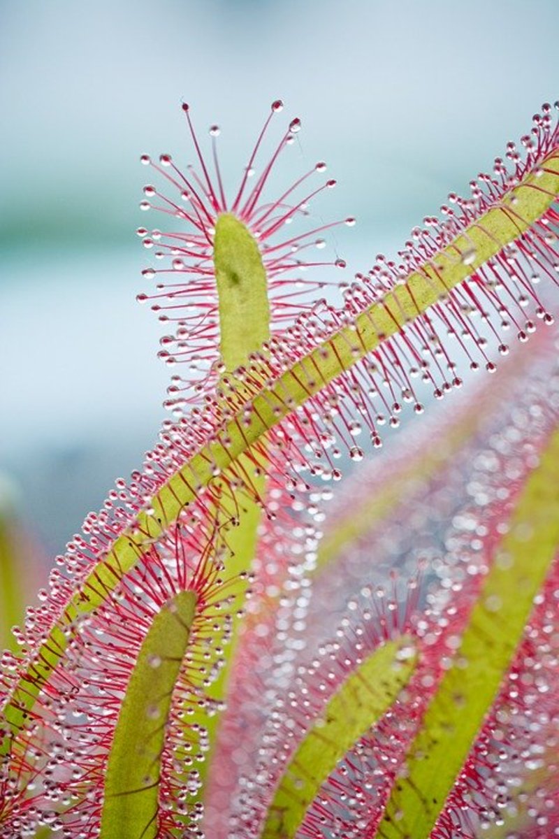 Cape sundews look like something out of a sci-fi novel, will rid your house of flying pests like fruit flies and mosquitoes, and are as simple to grow as keeping water in your pet's bowl.