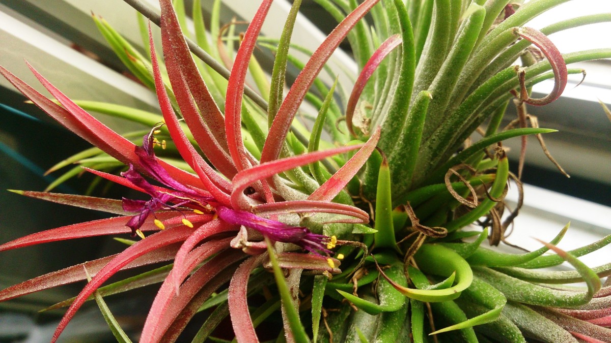 Air plants are about as tough as it gets, being adapted to grow in the canopy of trees (without even needing soil!).