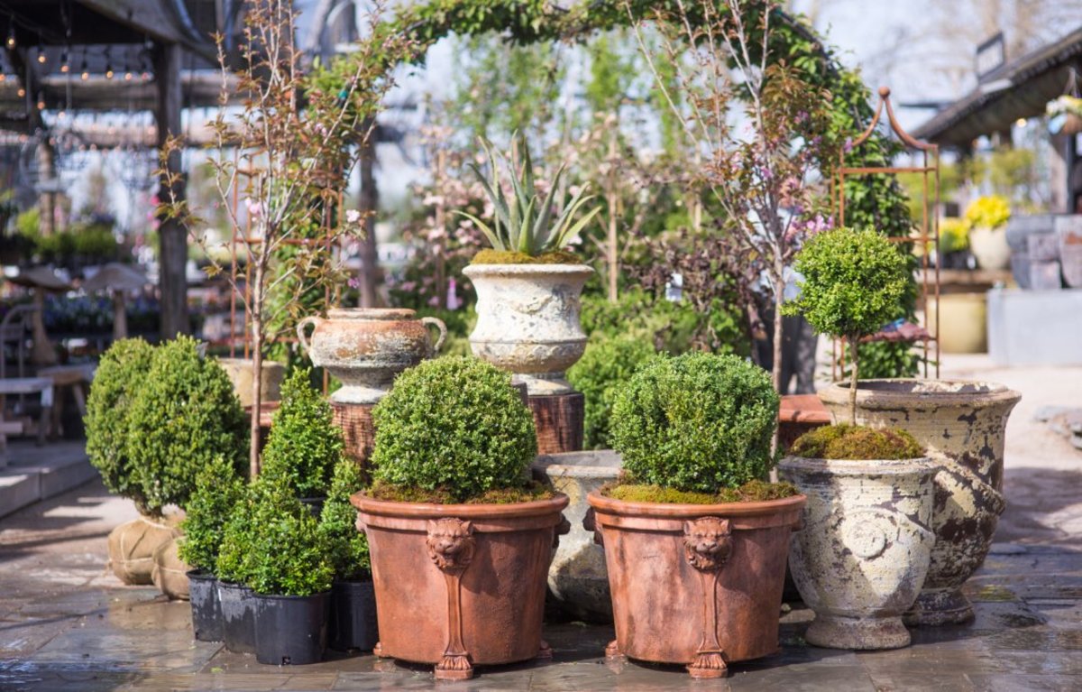 Mastering Basic Topiary Techniques Dengarden