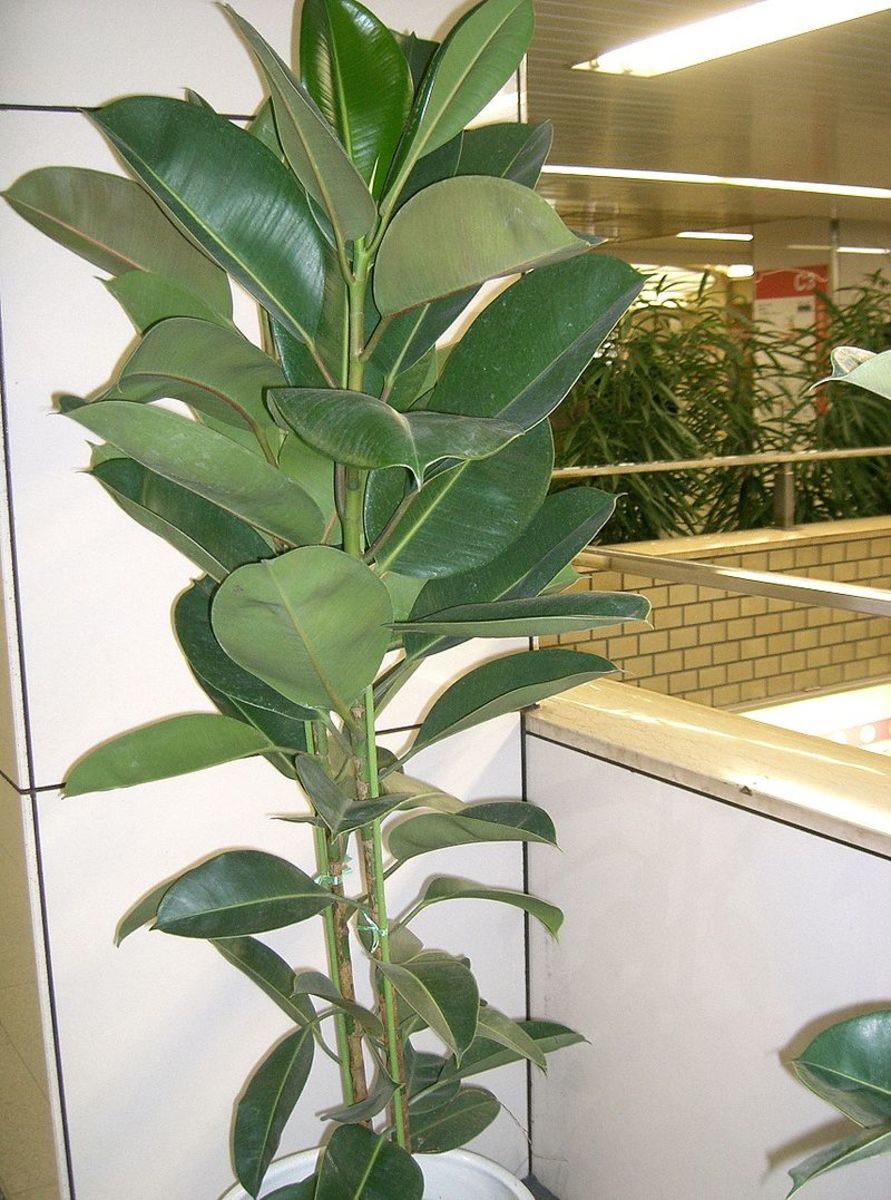 How to Grow Rubber Plants Indoors or Outdoors