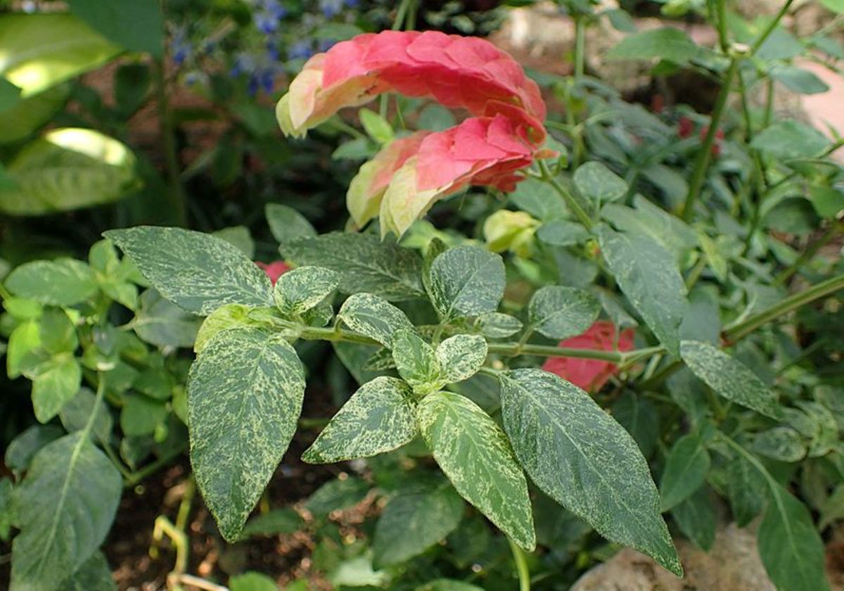 how-to-grow-shrimp-plants-indoors-or-outdoors