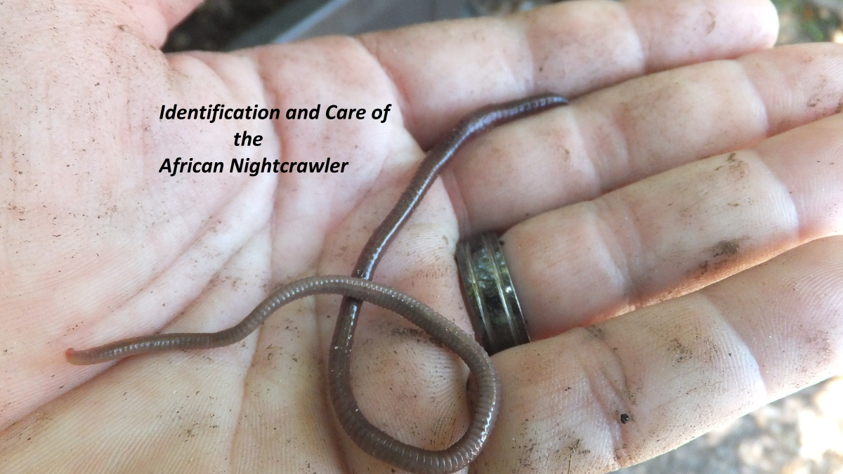 Identifying the African Nightcrawler Composting Worm