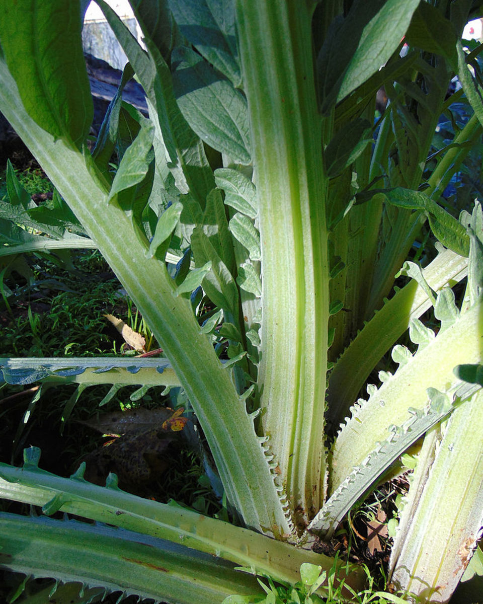Cardoon is grown for its leaf stems which are braised before being eaten.