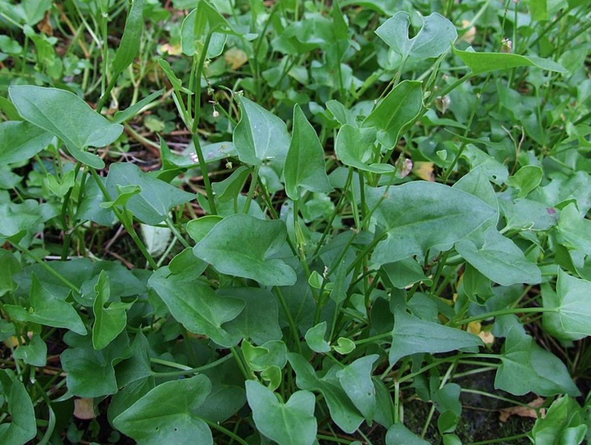 French sorrel has smaller leaves that look like arrowheads.