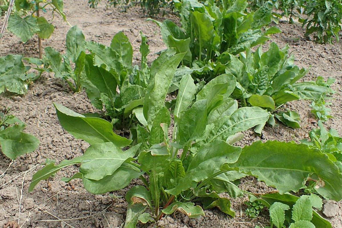 How to Grow Sorrel, a Perennial Vegetable