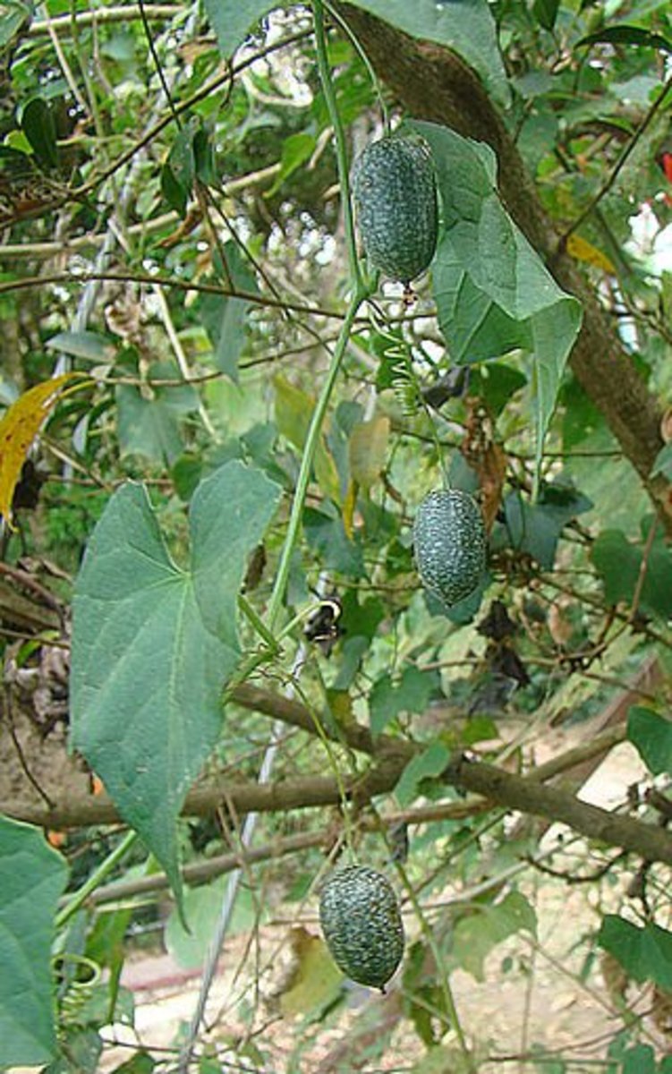 Cucamelons can be grown on a trellis because the fruit is small and light.