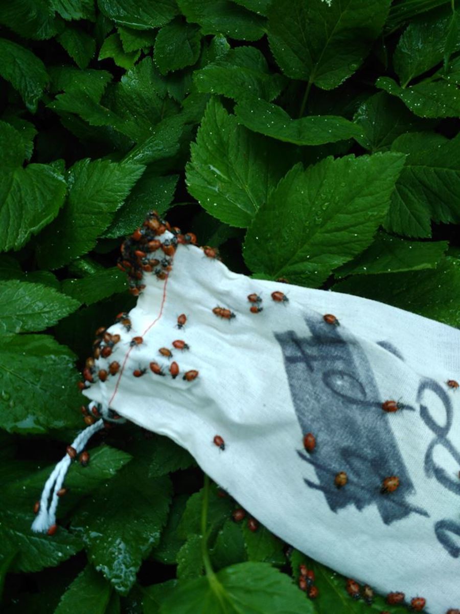 Ladybugs are good for gardens.