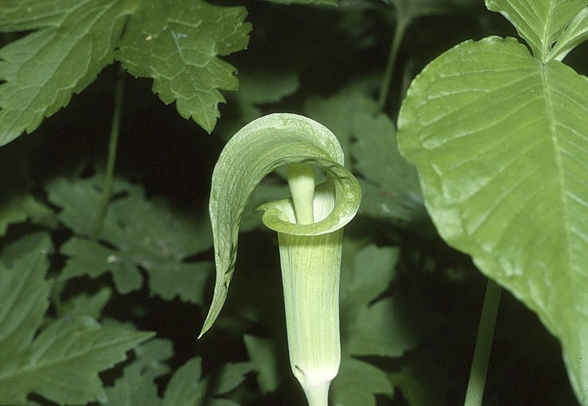 The spathe can be solid green or striped green and maroon.