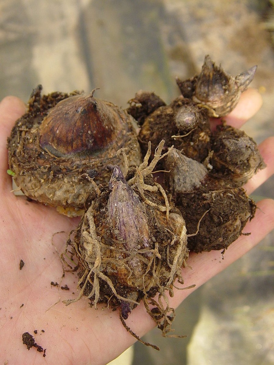 Plant the corms with the roots facing down.