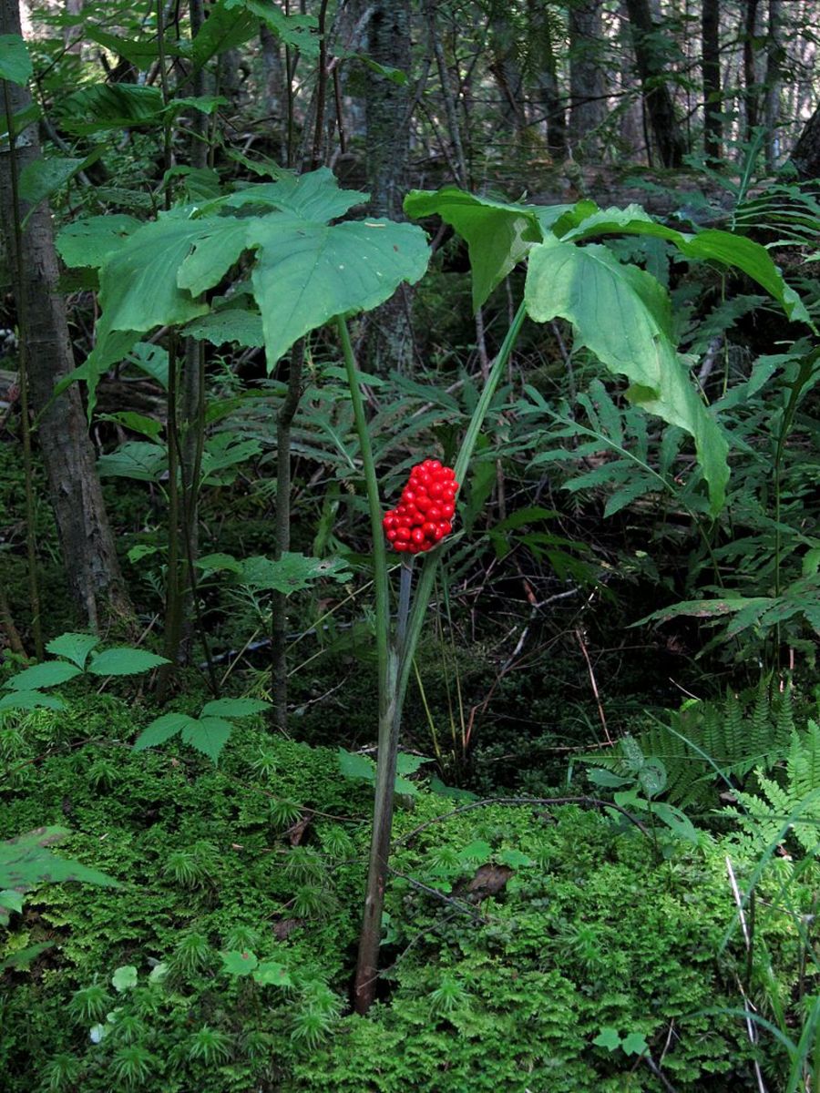 Jack in the on sale pulpit plant