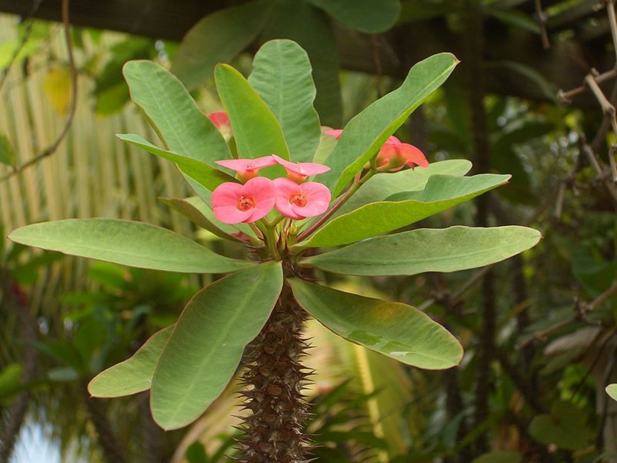 How to Grow Crown of Thorns Indoors or Outdoors