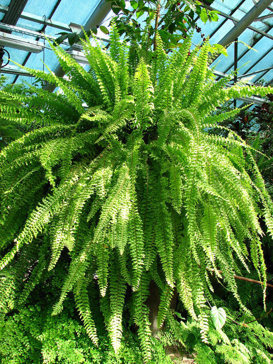 Boston ferns are usually displayed indoors on pedestals or in hanging baskets.