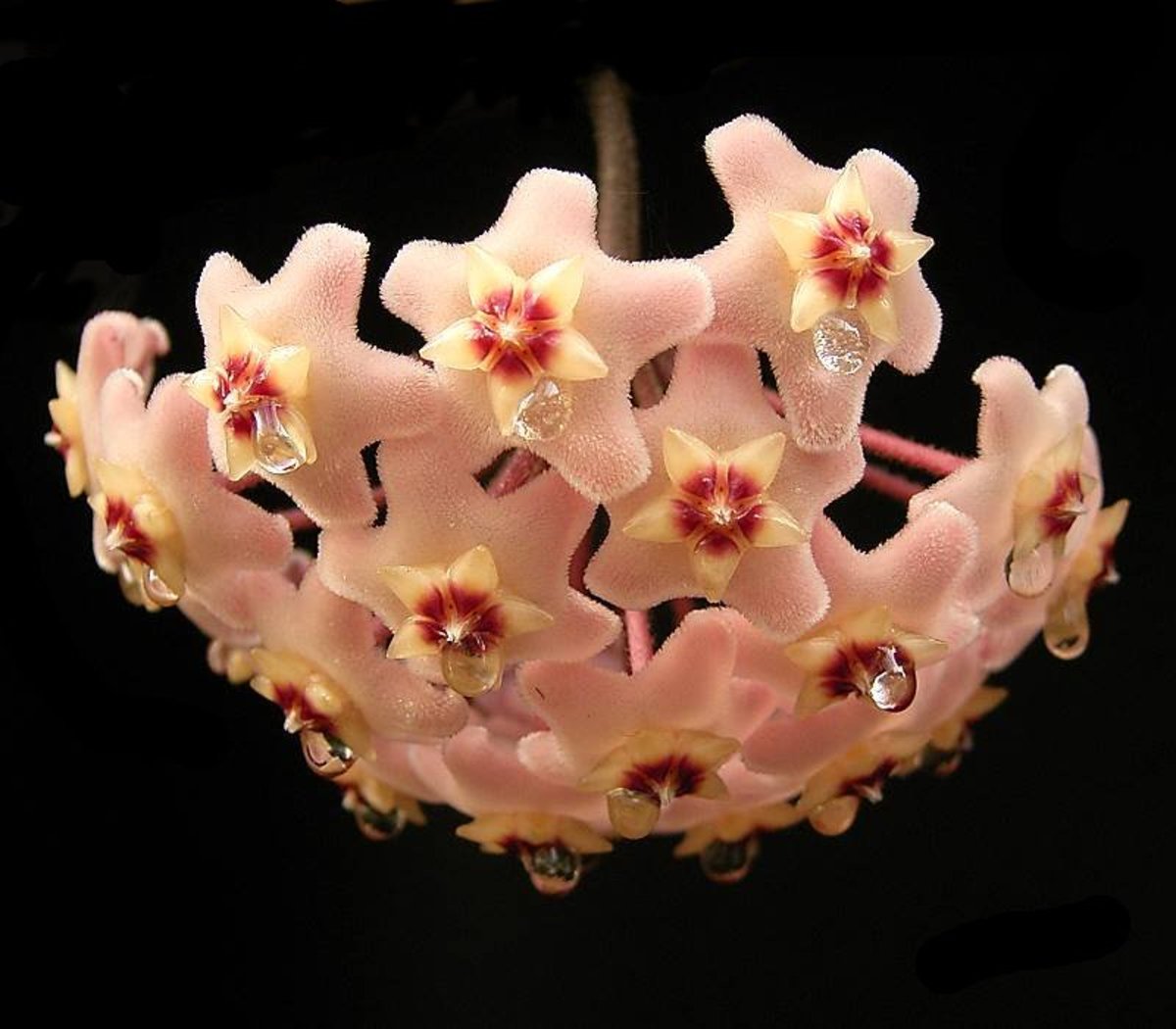 Hoya flowers produce nectar to attract insect pollinators