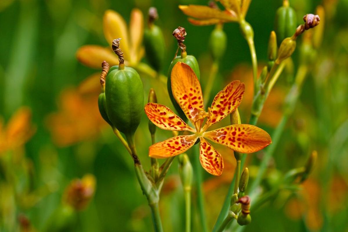 How to Grow Blackberry Lilies (Leopard Lilies)