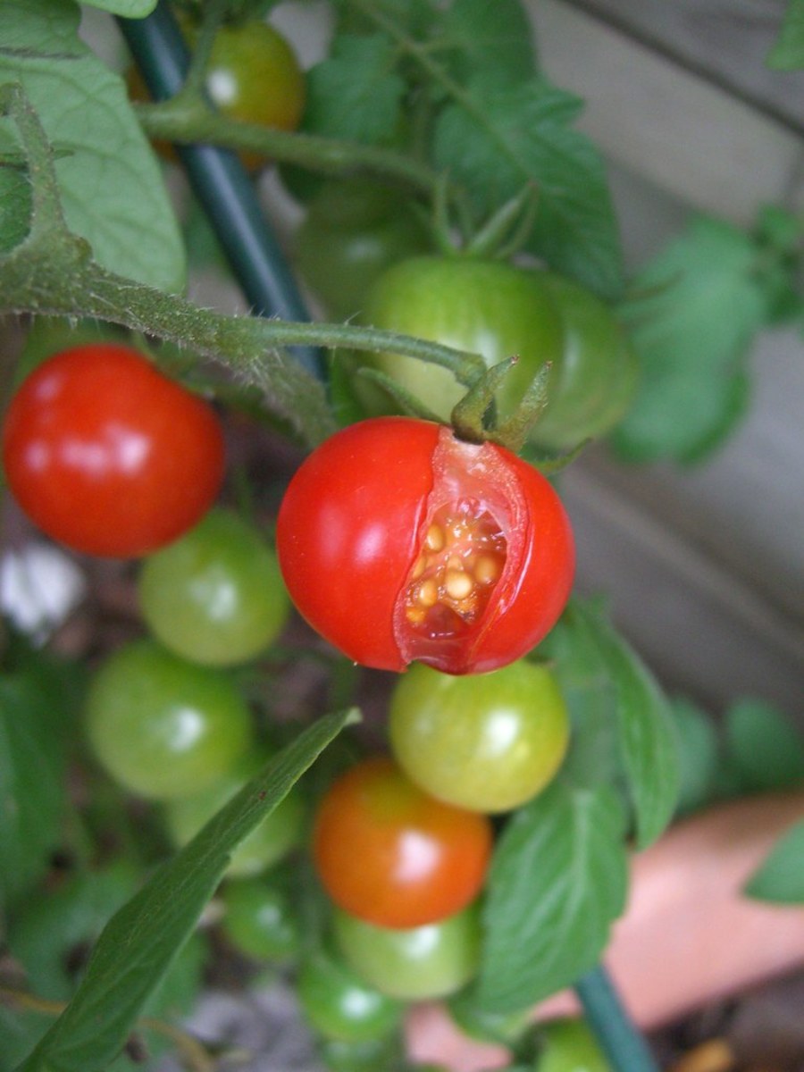 Why Tomatoes Split And Crack And How To Prevent It Dengarden   Why Do Tomatoes Split And Crack 