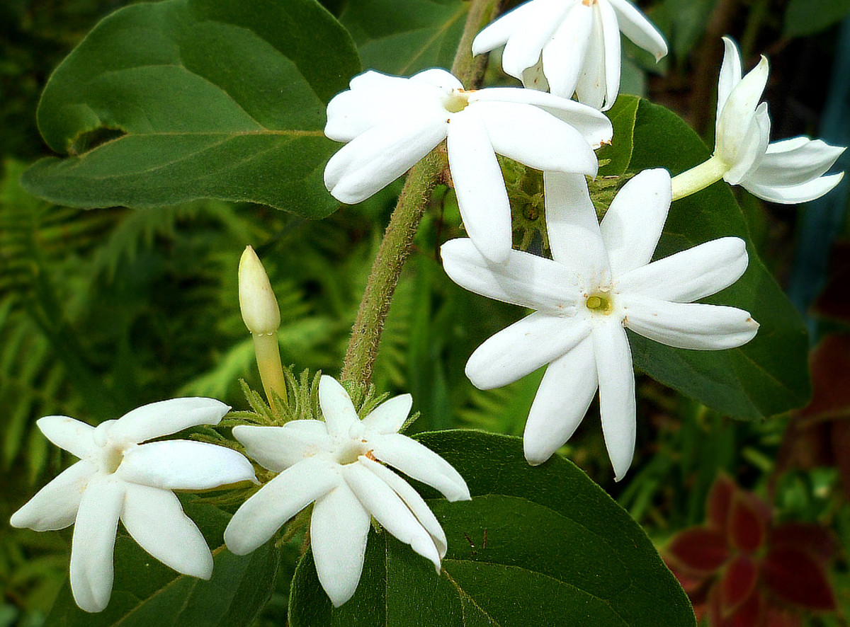 Climbing Jasmine (Jasminum sambac)