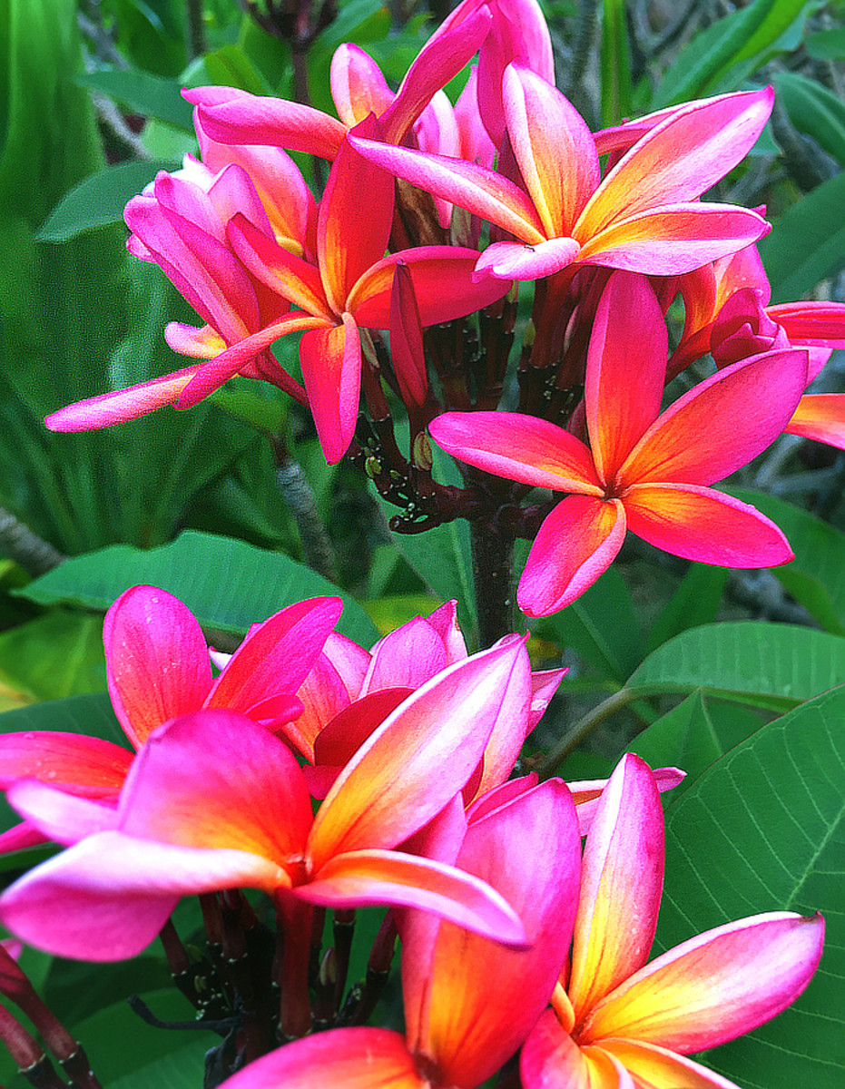 14 Easy to Grow Fragrant Tropical Flowers Dengarden