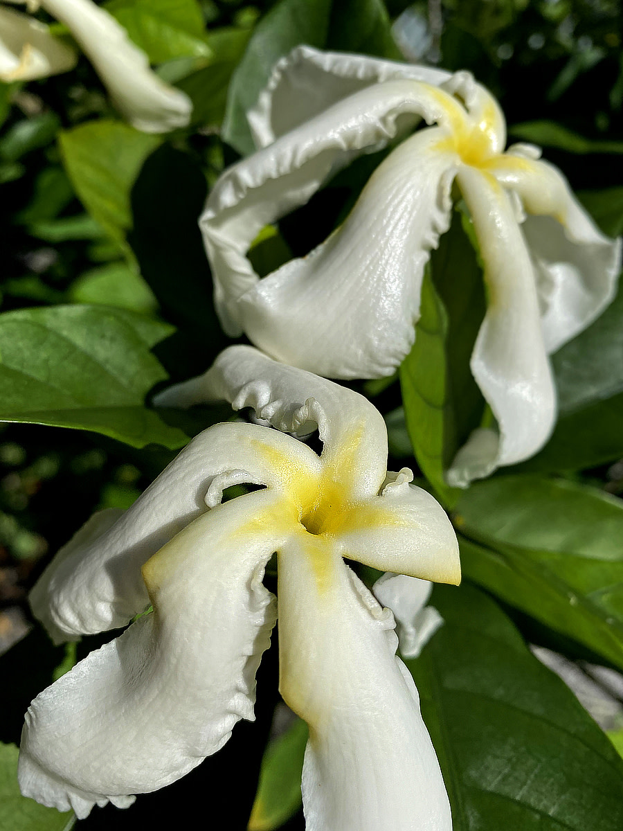 Samoan Gardenia (Tabernaemontana pachysiphon)