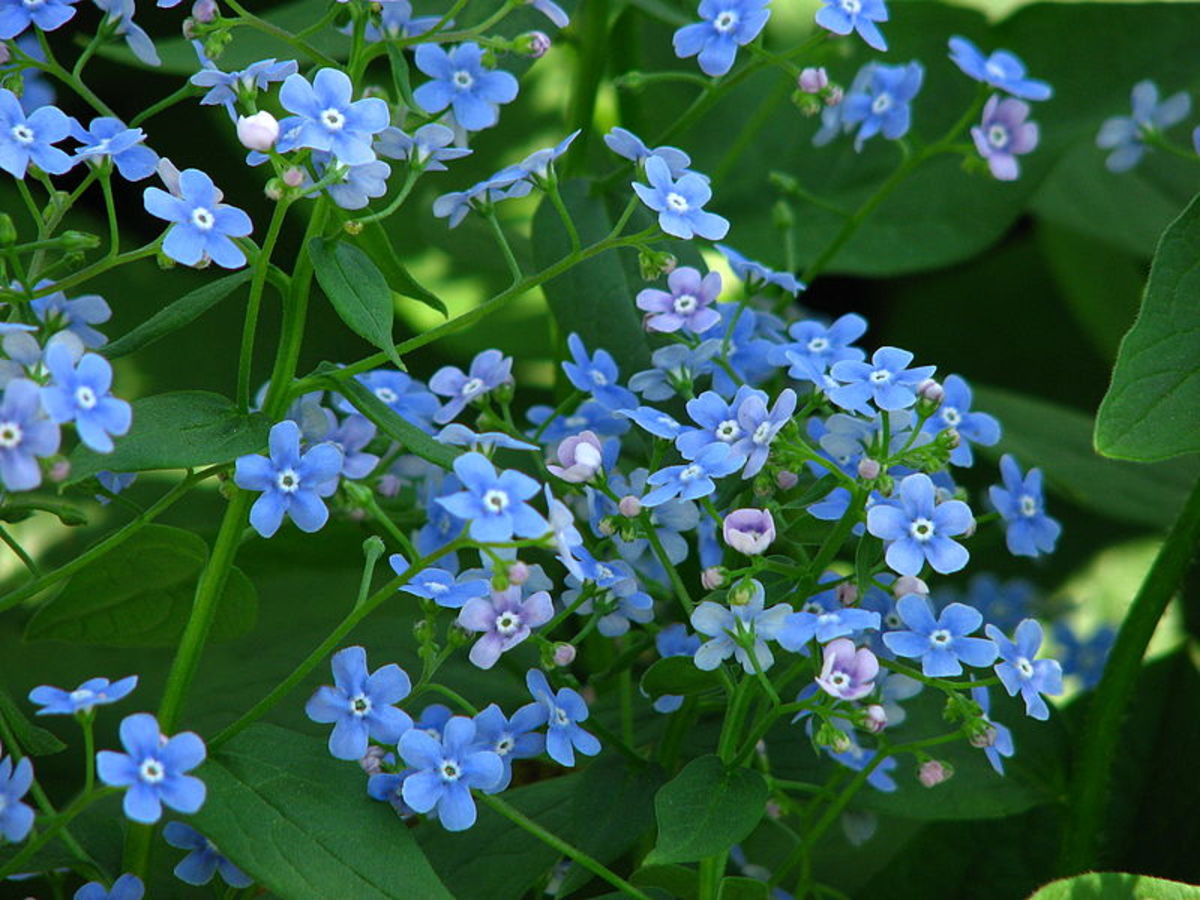 How to Grow Forget Me Not Flowers. Growing Perennial Forget-Me-Nots.