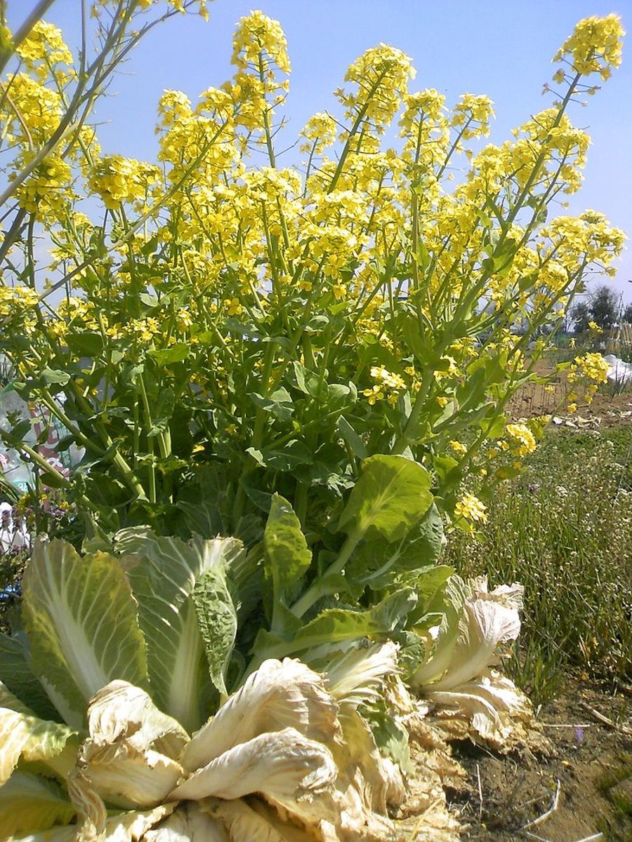 Napa cabbage will bolt in either cold temperatures or very warm temperatures.