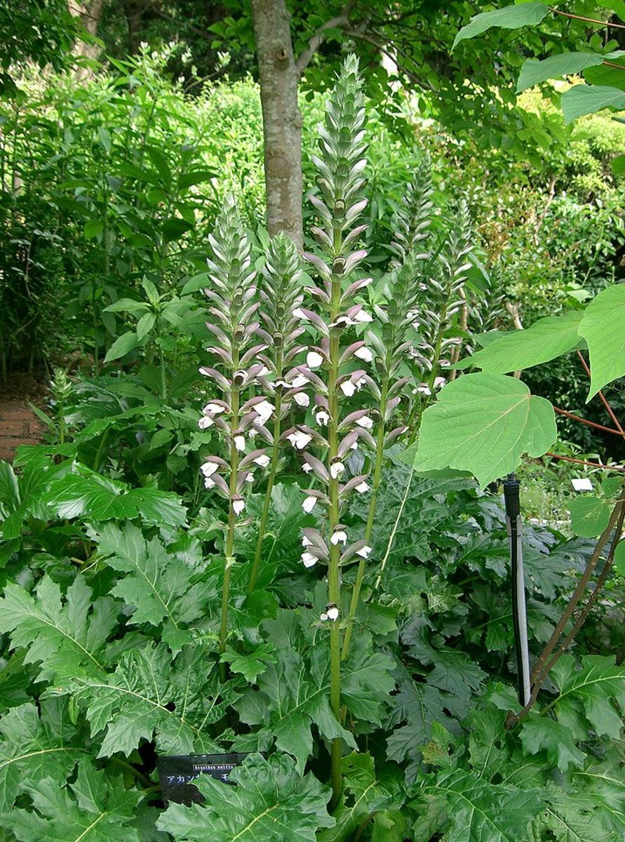 How to Grow Bear's Breeches (Acanthus)
