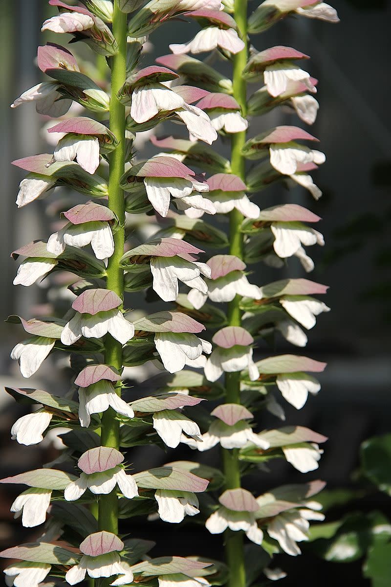 The purple and white flowers are actually white flowers covered by purple bracts.