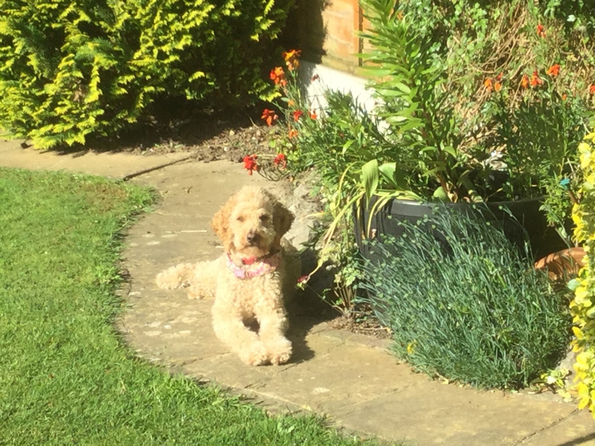 5 Best Perennial Flowers to Grow From Seed Dengarden