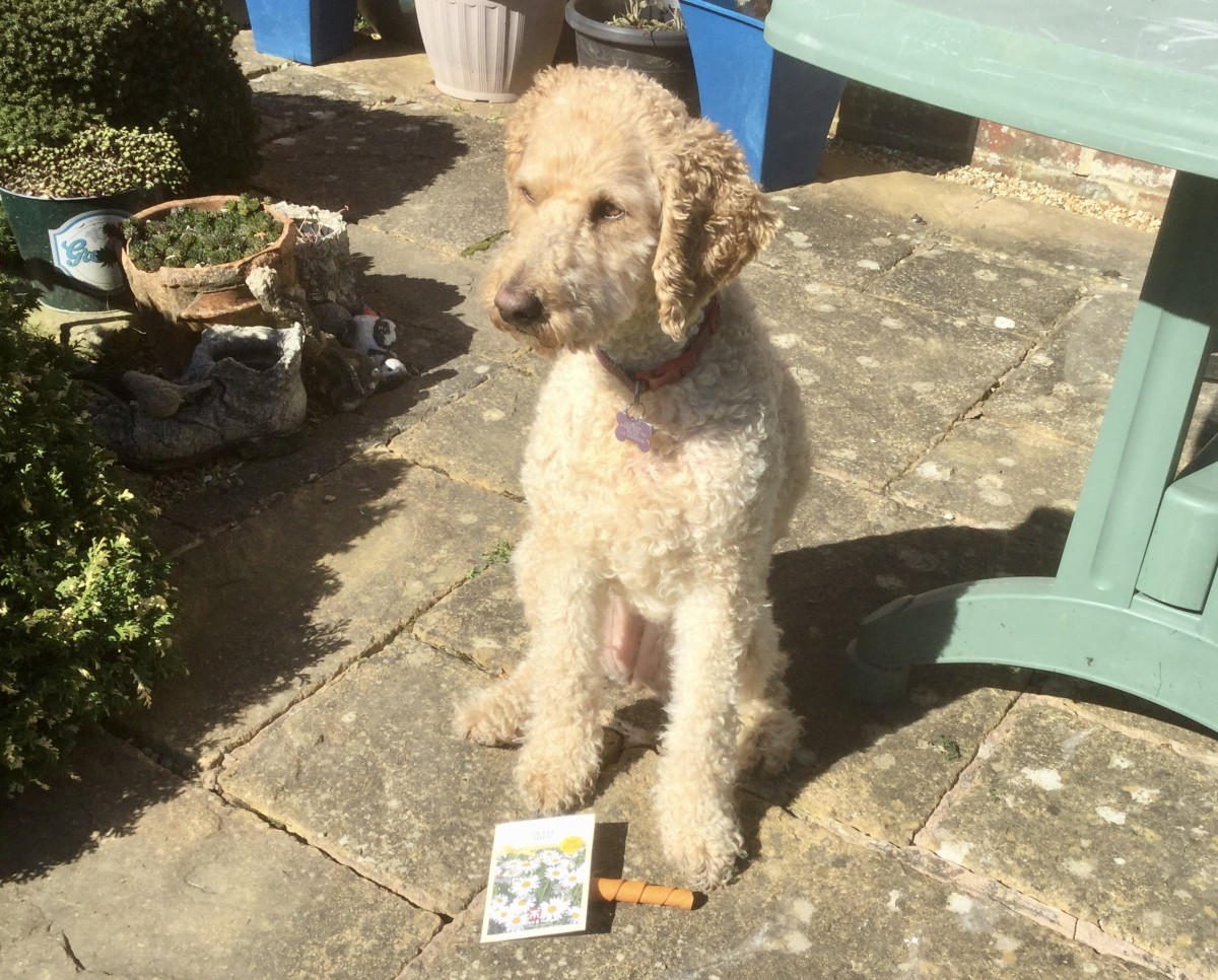 5 Best Perennial Flowers to Grow From Seed Dengarden