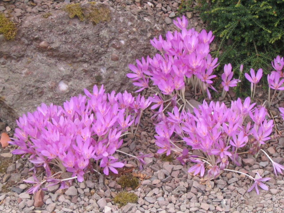 Autumn crocus multiply by producing small corms around the larger mature corms.