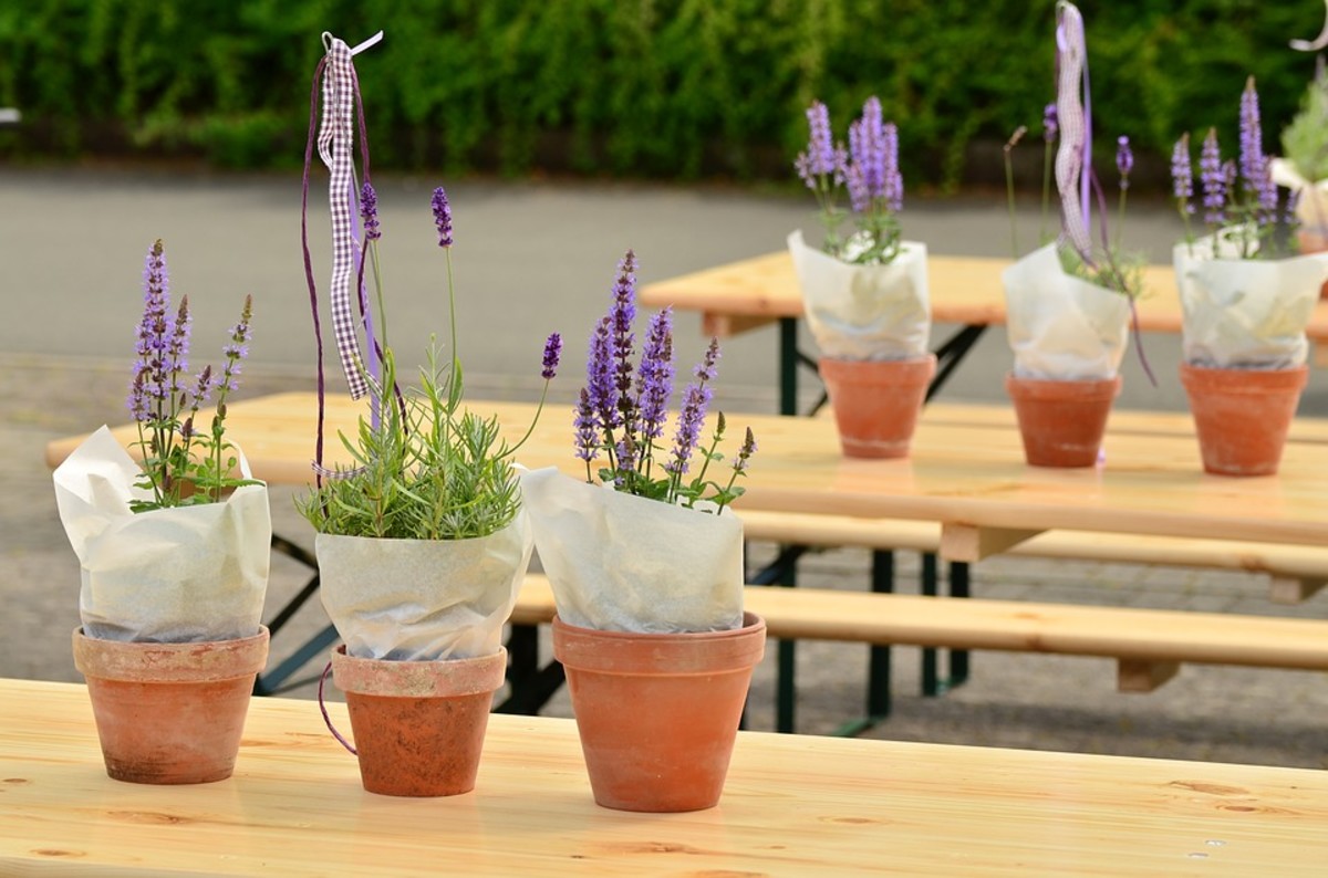 Transferred lavender plants.