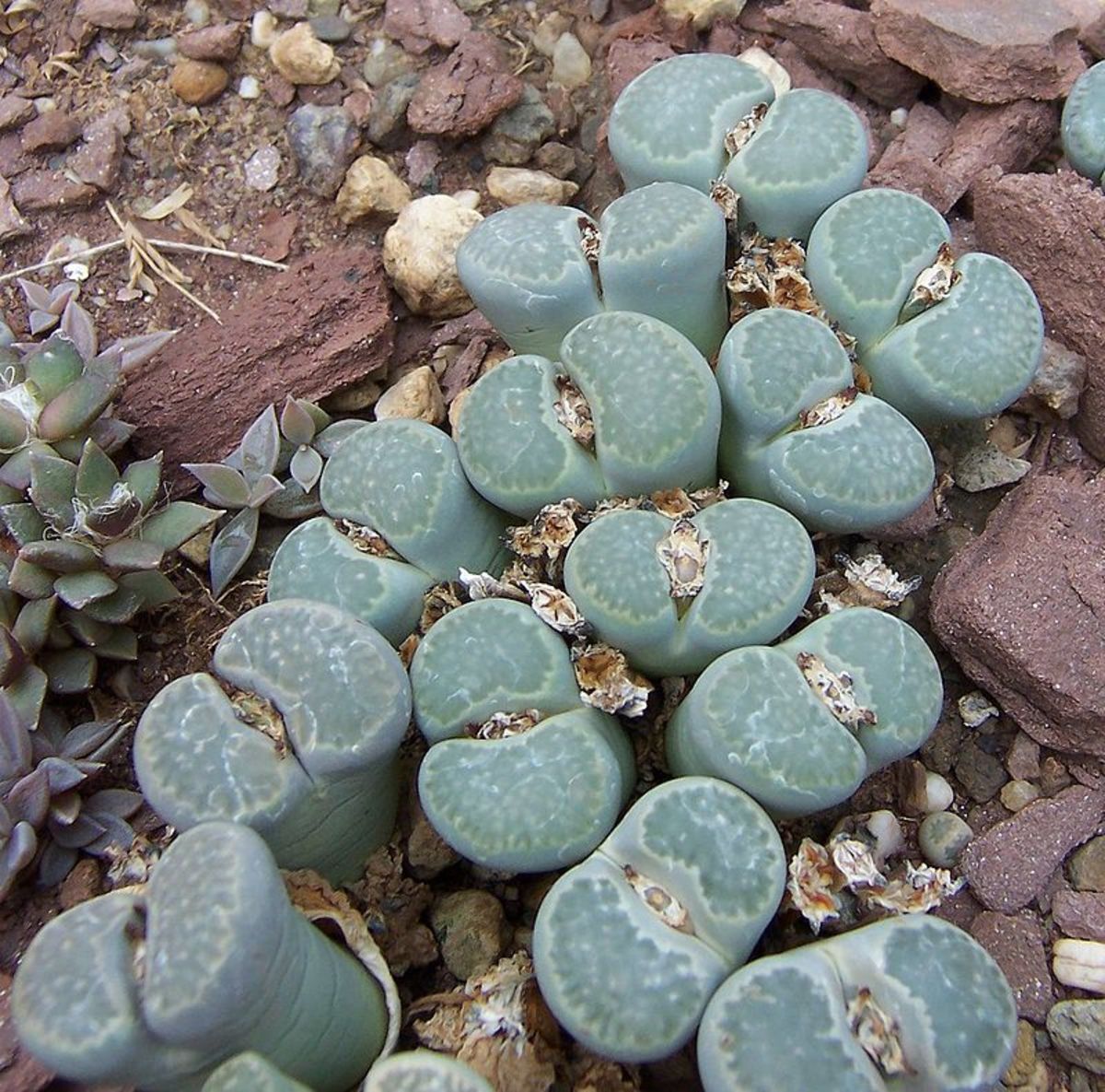 How to Grow Lithops (Living Stones)