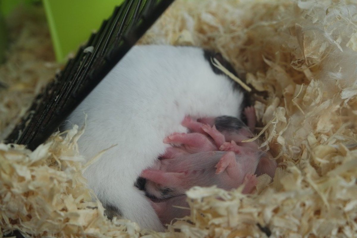 6 Things Not to Do If Your Hamster Has Babies