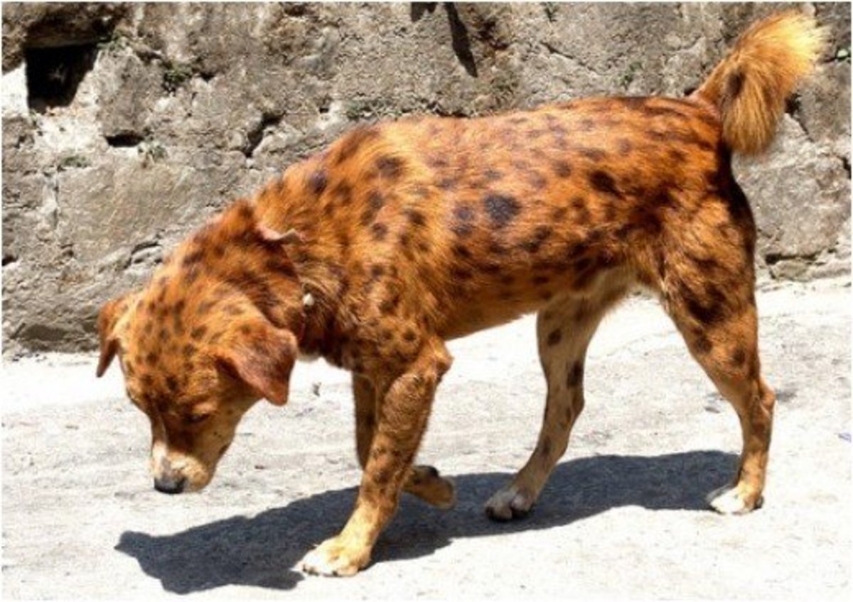 7 Amazing Indian Dog Breeds: From the Bakharwal to the Dhole