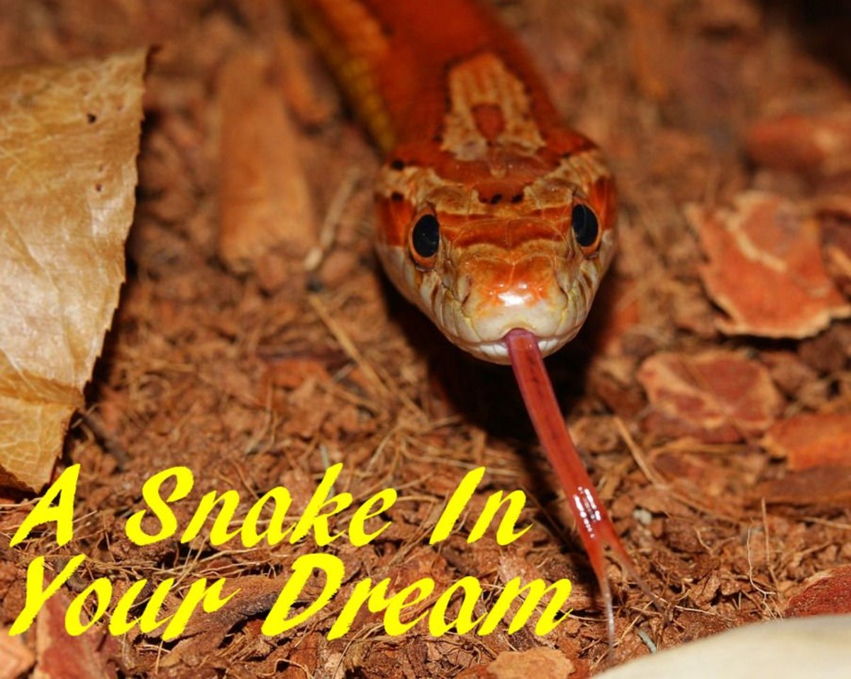 A Snake Symbol in Your Dream