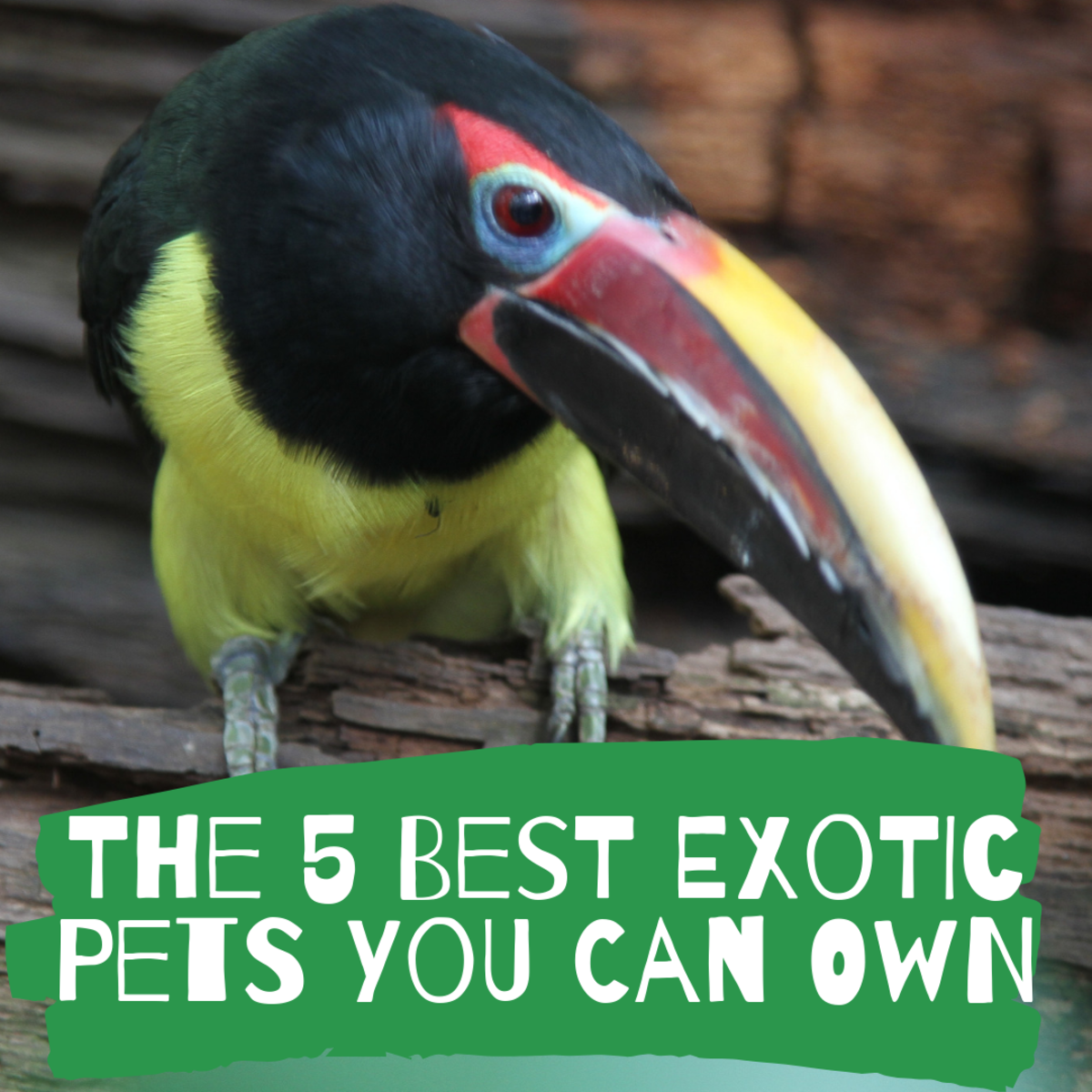 The 5 Best Exotic Pets You Can Own