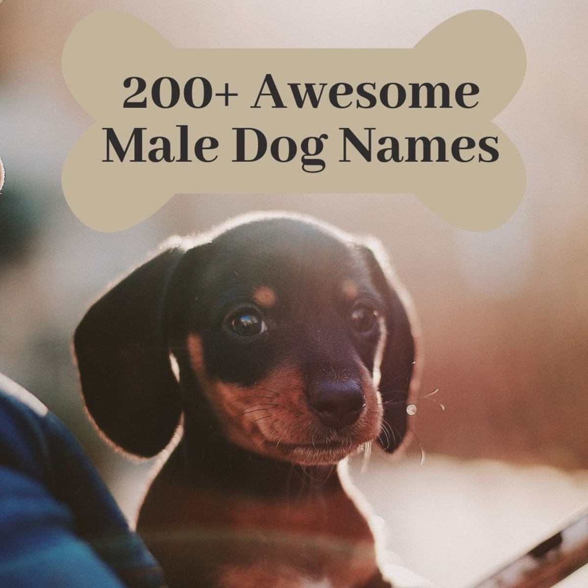 Have a new pup in your life? Have a hard time naming him? Find your next male puppy name here!