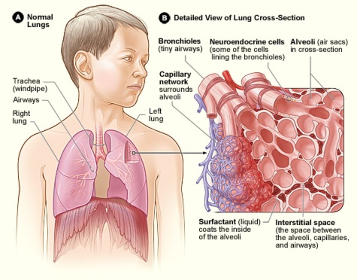 The trachea branches into two bronchi, one going to each lung. Each bronchus (singular of bronchi) branches into many bronchioles, which lead to the alveoli.