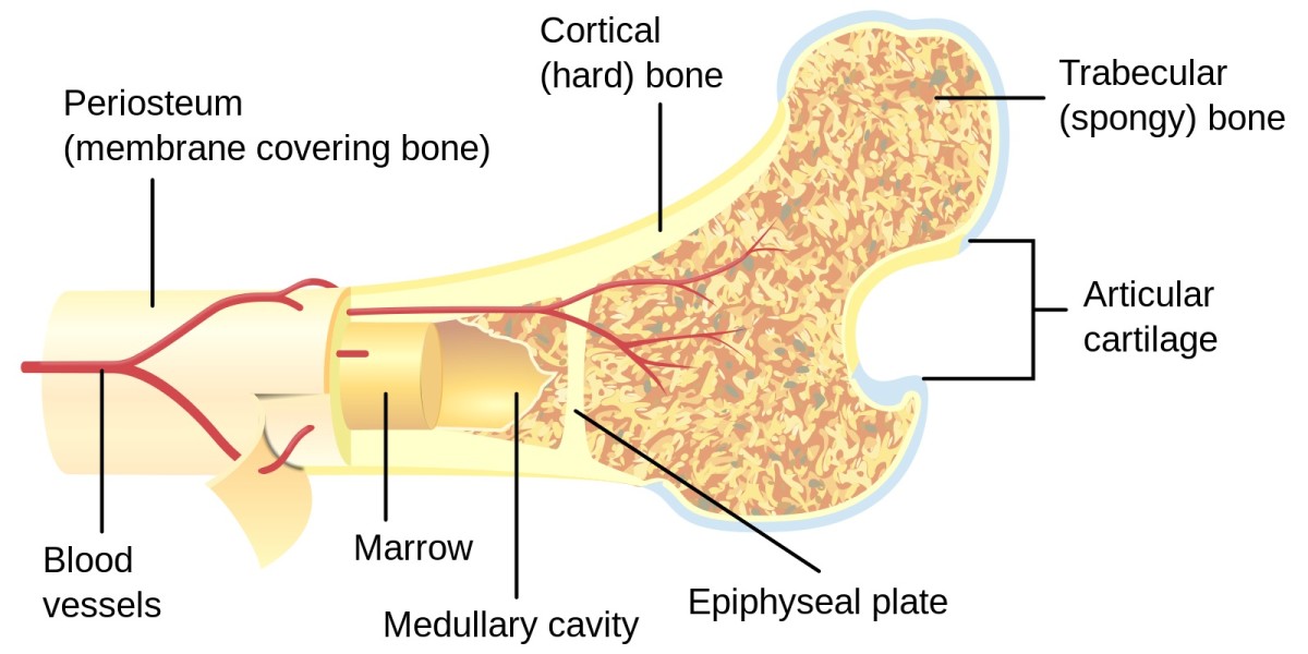 Marrow is located inside the central cavity that is found in many bones and is red or yellow. Platelets and blood cells are made in the red bone marrow.