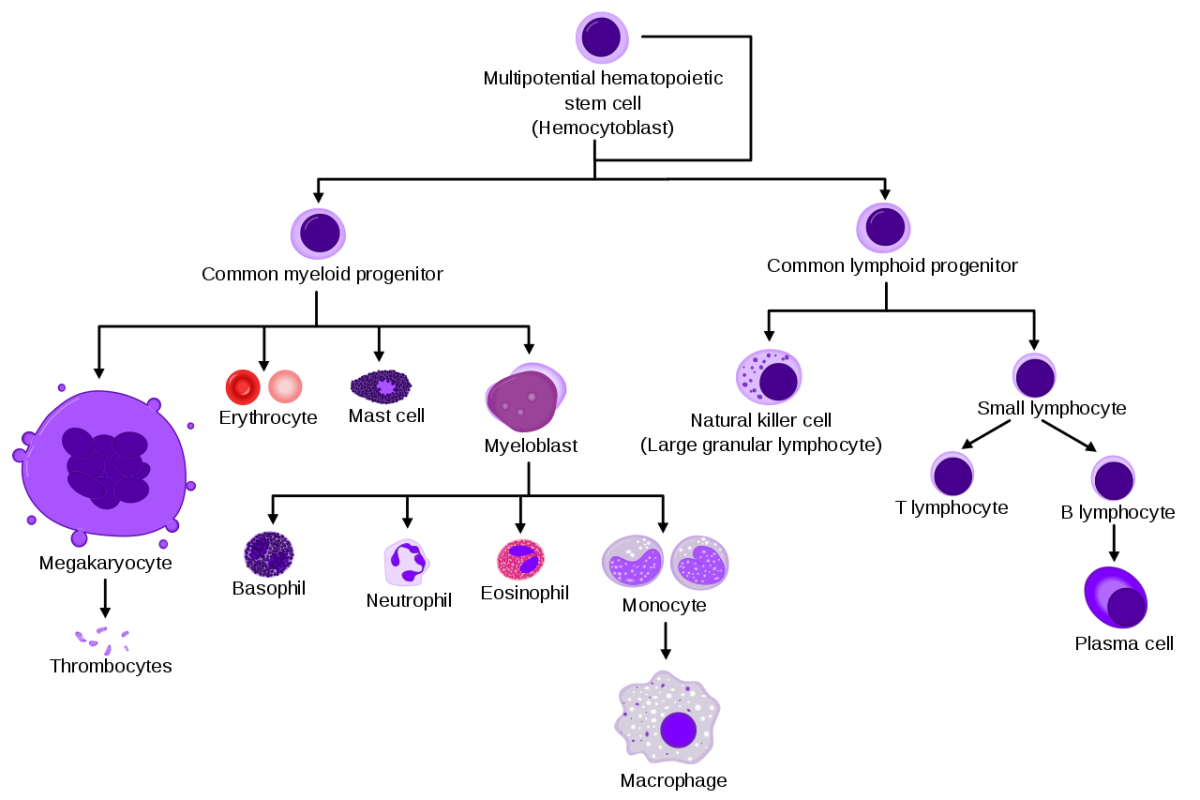 A simplified overview of platelet and blood cell production in the bone marrow