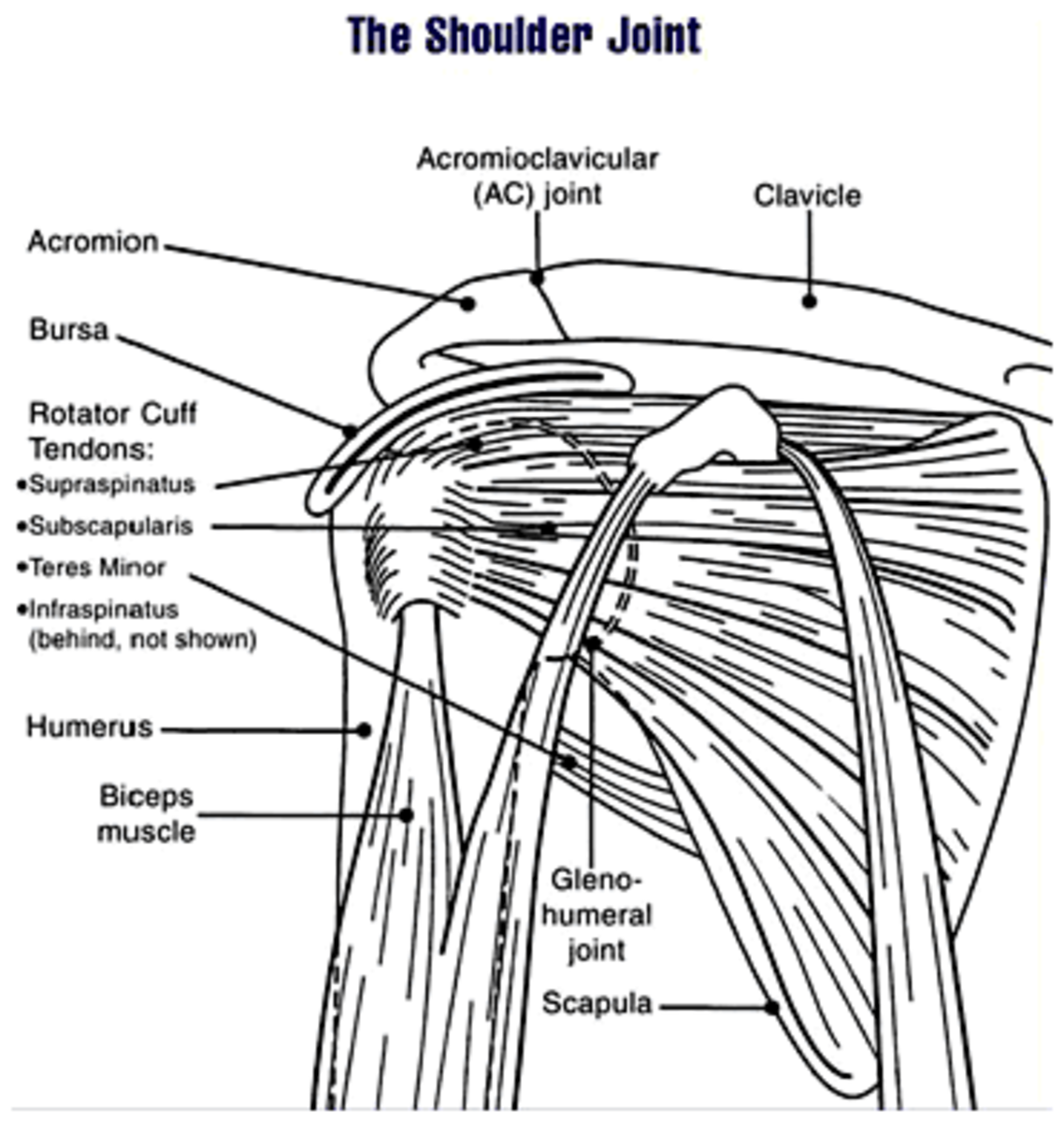 how-to-treat-rotator-cuff-pain-and-injuries-hubpages