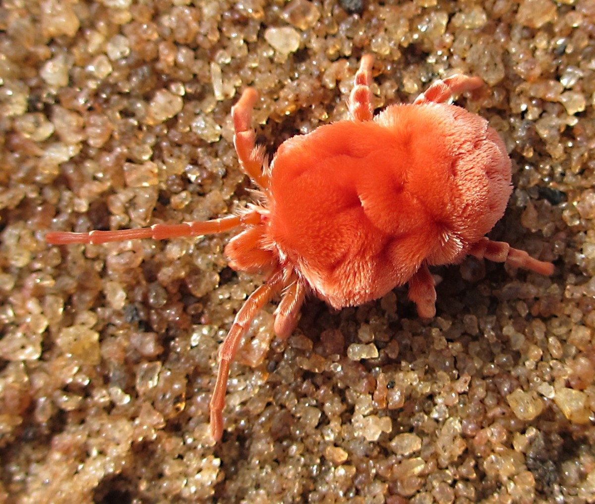 A giant red velvet mite in Africa; the body of a mite appears to have one section, unlike a spider's body, which has two sections