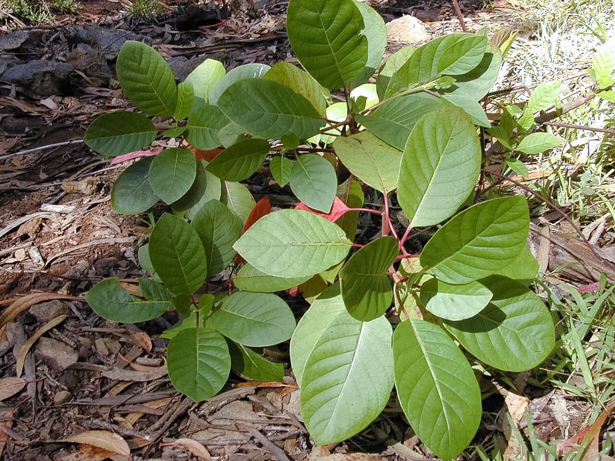Cinchona pubescens saplings