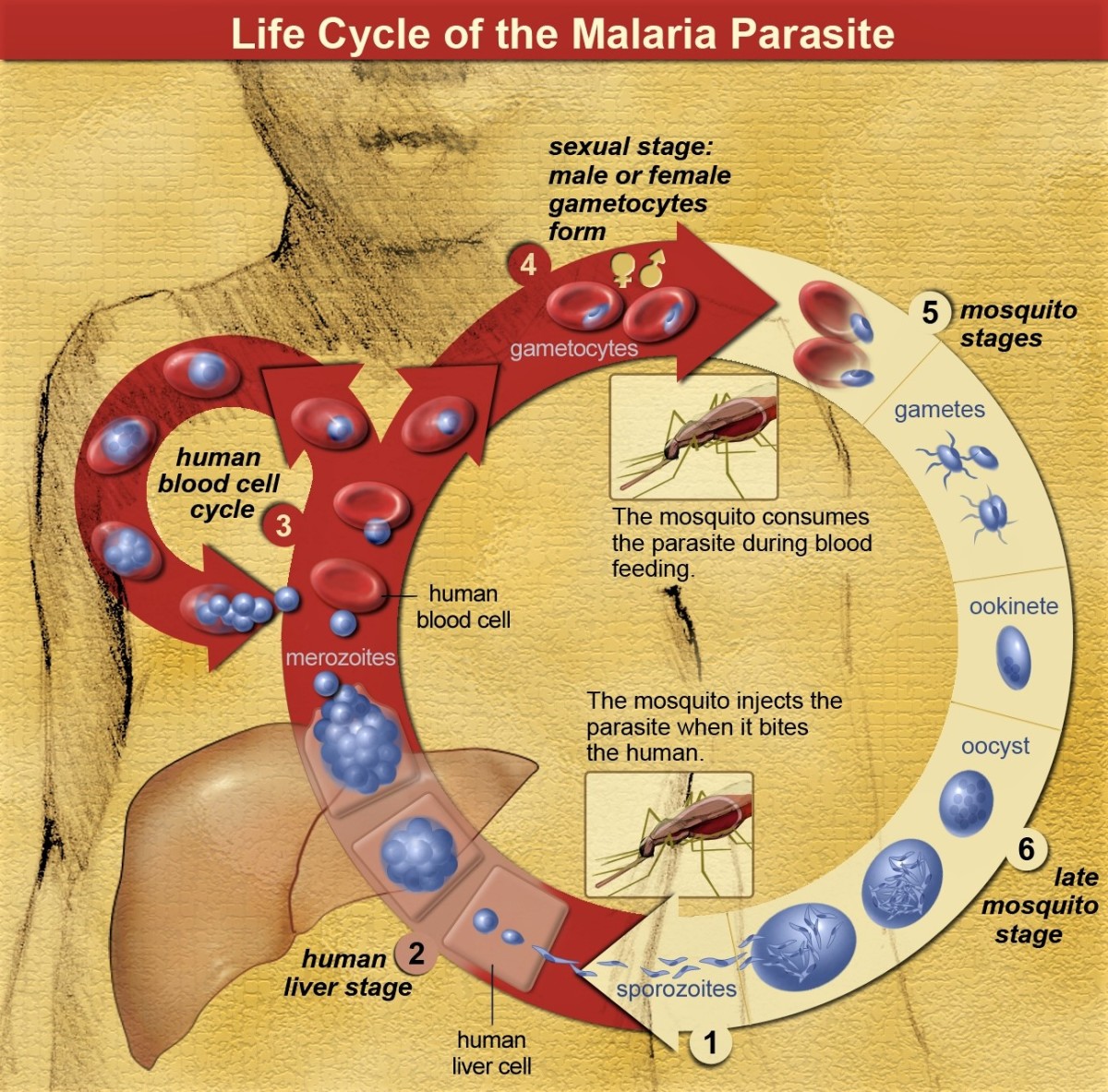 Plasmodium life cycle