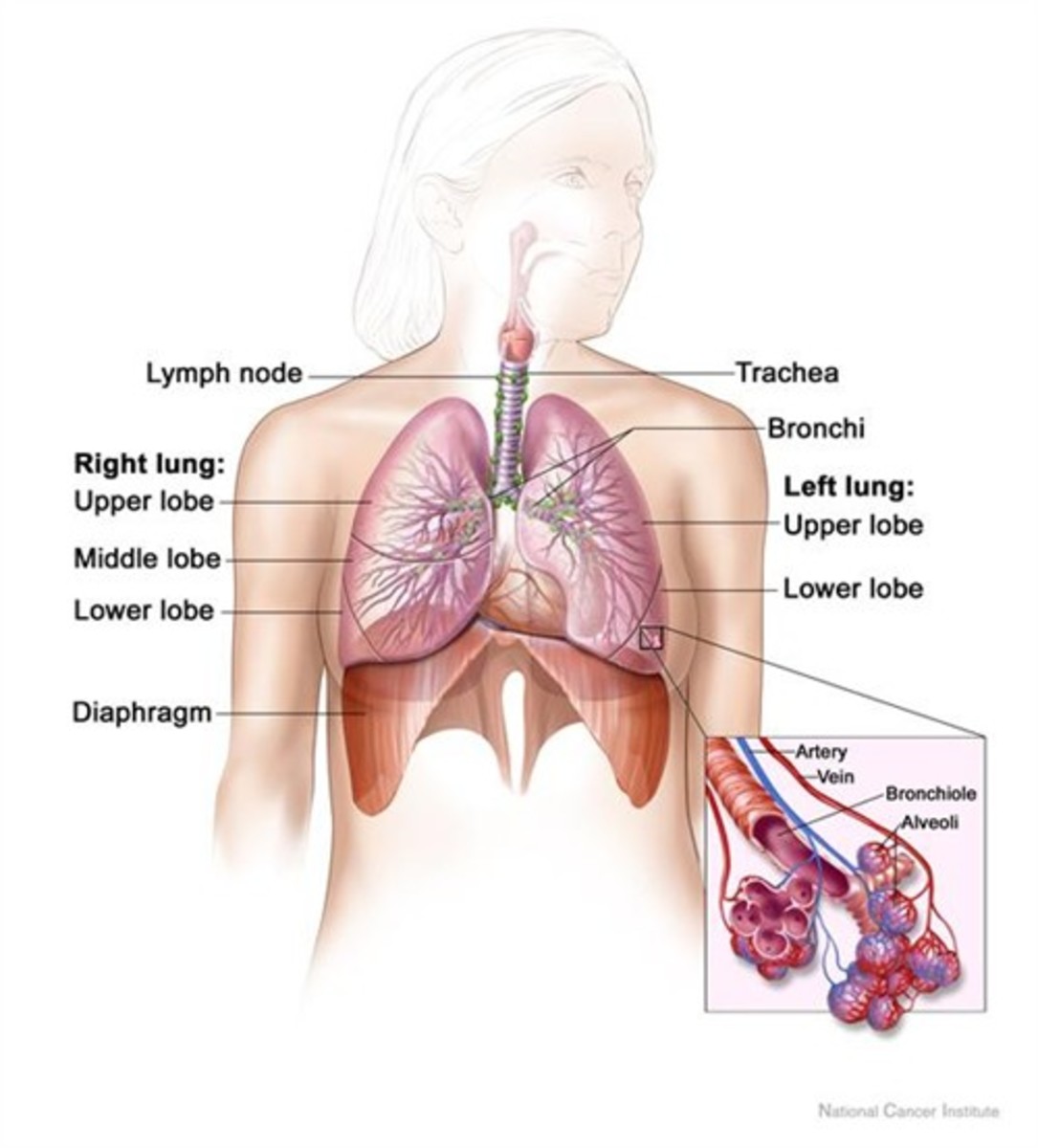 The respiratory system and the relaxed, dome-shaped diaphragm
