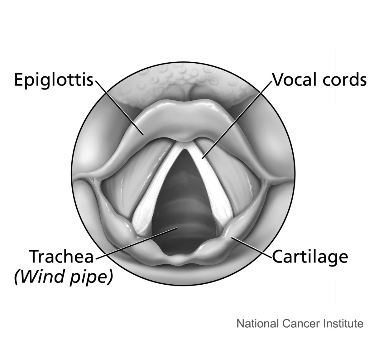 The larynx and vocal cords