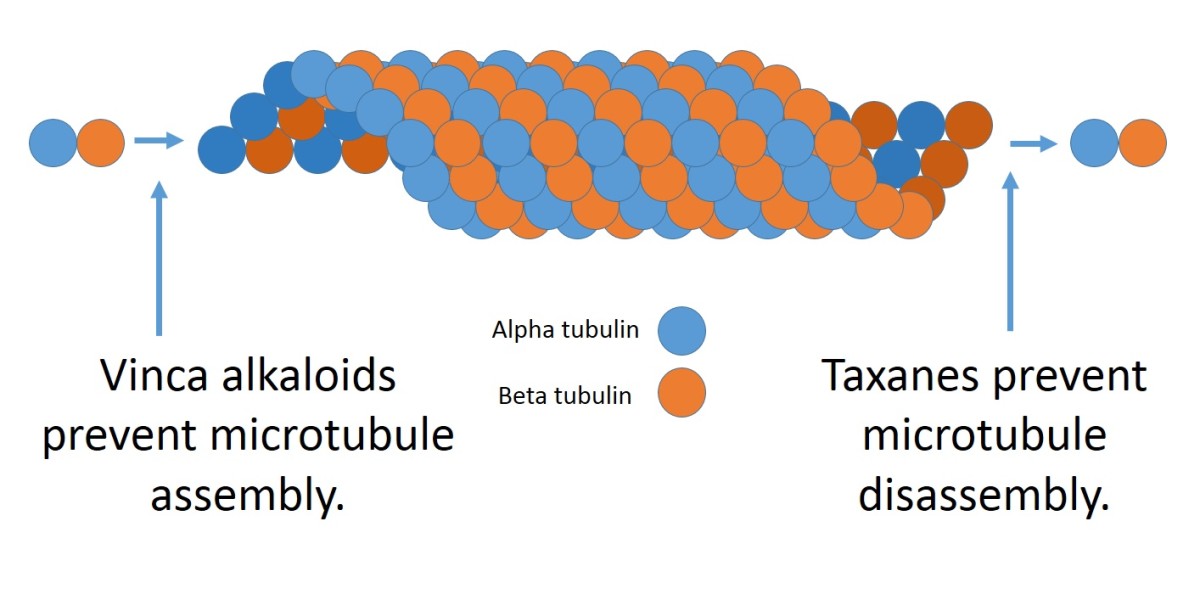 Microtubules are made of molecules of a globular protein called tubulin. Both alpha (blue) and beta (orange) tubulin are found in microtubules. "Vinca" used to be the first part of the scientific name for the Madagascar periwinkle.